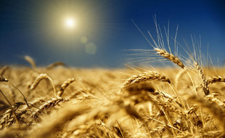 зерно кукуруза подсолнечник аграрный союз пшеница ячмень