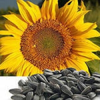 export sunflower seeds