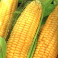 Аграрии намолотили 4 млн т кукурузы Аграрии намолотили 4 млн т кукурузы