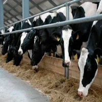 Продуктивність корів за останні п’ять років зросла на 35% Продуктивність корів за останні п’ять років зросла на 35%