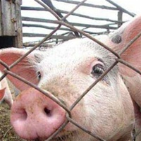 ЄС перевірить українську свинину до кінця осені ЄС перевірить українську свинину до кінця осені