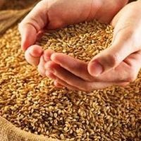 Оперативна інформація Мінагрополітики: ситуація на ринку зерна Оперативна інформація Мінагрополітики: ситуація на ринку зерна