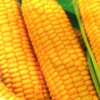 Україна експортувала майже 11 мільйонів тонн кукурудзи Україна експортувала майже 11 мільйонів тонн кукурудзи