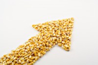 Аграрии активно распродают кукурузу Аграрии активно распродают кукурузу