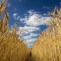 Китай вложится в модернизацию зерновой логистики Украины Китай вложится в модернизацию зерновой логистики Украины