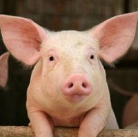 Ціни на свиней зросли на 6% Ціни на свиней зросли на 6%
