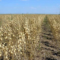 Азія є основним покупцем українського нуту Азія є основним покупцем українського нуту