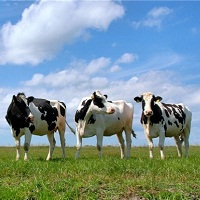 Продуктивність корів зросла майже на 4% Продуктивність корів зросла майже на 4%