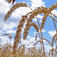 Ціна на продовольчу пшеницю знизилася Ціна на продовольчу пшеницю знизилася