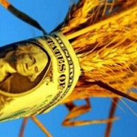 Ціни на пшеницю зросли Ціни на пшеницю зросли