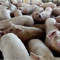 Протягом січня ринок свиней у живій вазі просів ще на 9% Протягом січня ринок свиней у живій вазі просів ще на 9%