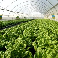 Three Components of Success in Greenhouse Industry: Innovations, Management and Marketing
