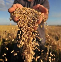 внутрішній ринок зернових висхідний тренд