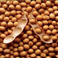 Soybean: how to get profit under conditions of crisis 