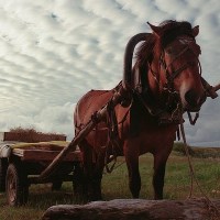 селянські домогосподарства обробіток землі коні селянські домогосподарства обробіток землі коні