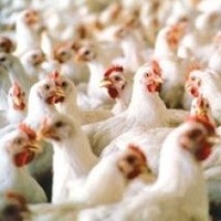 Імпорт м’яса птиці та її субпродуктів зріз майже на 60% Імпорт м’яса птиці та її субпродуктів зріз майже на 60%