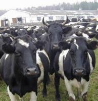 Середньорічна продуктивність корів в Україні зростає Середньорічна продуктивність корів в Україні зростає