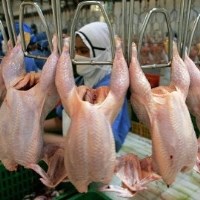 Виробництво замороженої курятини зросло майже на 60% Виробництво замороженої курятини зросло майже на 60%