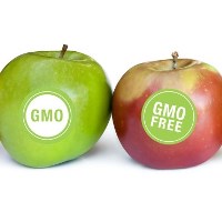 У США ГМО визнали нешкідливим