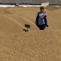 Ukraine’s exporters have used the EU’s trade non-tariff custom quotas for wheat and malt