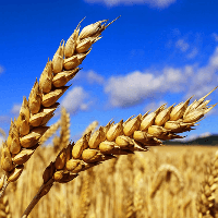 60 M tons yield of grains in Ukraine foreseen by UCAB