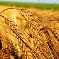 Україна активно використовує квоту на безмитний експорт ячменю до ЄС Україна активно використовує квоту на безмитний експорт ячменю до ЄС