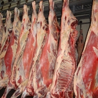 яловичина експорт ЄС м'ясне скотарство м'ясо ВРХ