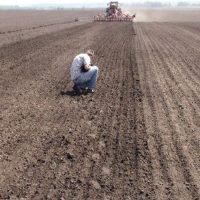 The rates of sowing rapeseeds are in one and a half times higher than last year