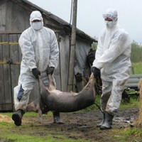 АЧС епізоотична ситуація бюджет кошти АЧС епізоотична ситуація бюджет кошти