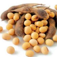 Soybean UCAB Ahrobarometr