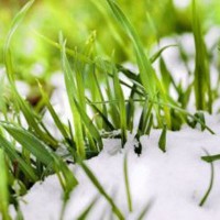 озимі зернові 2017 стан прогноз озимі зернові 2017 стан прогноз