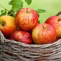 apples export UCAB