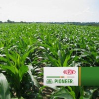 Dupont Pioneer Dupont Pioneer