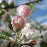 травневі заморозки травневі заморозки