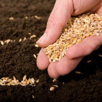 Ukraine will be in position to export cereal seed to the EU market
