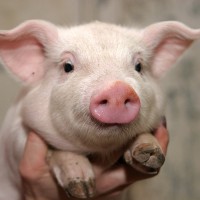 Prices for pigs are growing at a record pace Prices for pigs are growing at a record pace