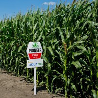 DuPont Pioneer Україна DuPont Pioneer Україна