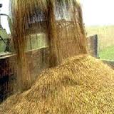 In 2015 grain harvest in Ukraine is estimated at 50 million tonnes