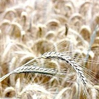 В Україні може виникнути нестача жита В Україні може виникнути нестача жита