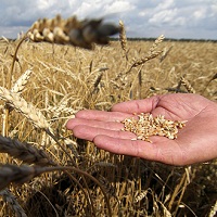 BASF та IFC розпочинають спільну освітню програму для аграріїв BASF та IFC розпочинають спільну освітню програму для аграріїв