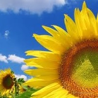 Sunflower seed market stabilized by national enterprises - Ukrainian Agribusiness Club