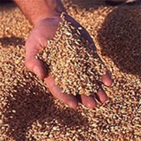 цены зерно зерновые 