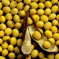 Producers of rapeseed and soybeans can lose markets Producers of rapeseed and soybeans can lose markets