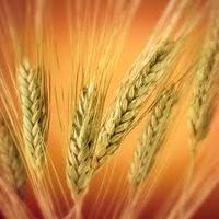 Agricultural enterprises grain state State Food and Grain Corporation Agricultural enterprises grain state State Food and Grain Corporation