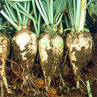 Ukrainian sugar refineries beet processing Ukrainian sugar refineries beet processing