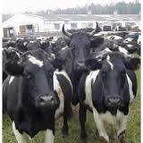 Exports live cattle Exports live cattle