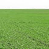 20% of agricultural lands in Ukraine can stay not sown 20% of agricultural lands in Ukraine can stay not sown