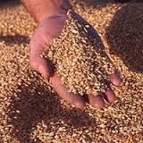 Egypt US wheat Ukraine agriculture Egypt US wheat Ukraine agriculture