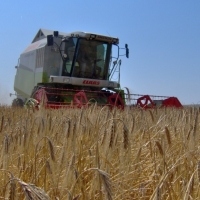 Every fourth agricultural enterprise became unprofitable in 2013 Every fourth agricultural enterprise became unprofitable in 2013