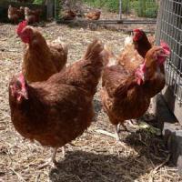 Maple Lodge Farms' Chicken Cruelty Conviction Means $1 Million In Costs Maple Lodge Farms' Chicken Cruelty Conviction Means $1 Million In Costs